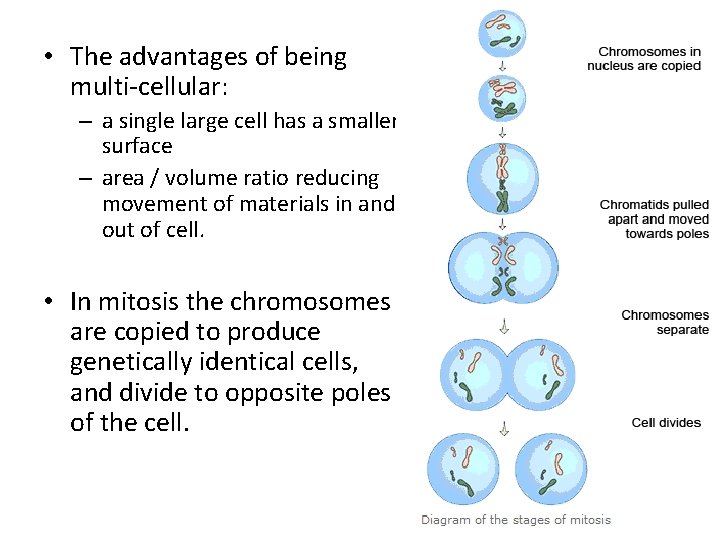  • The advantages of being multi-cellular: – a single large cell has a