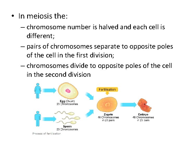  • In meiosis the: – chromosome number is halved and each cell is