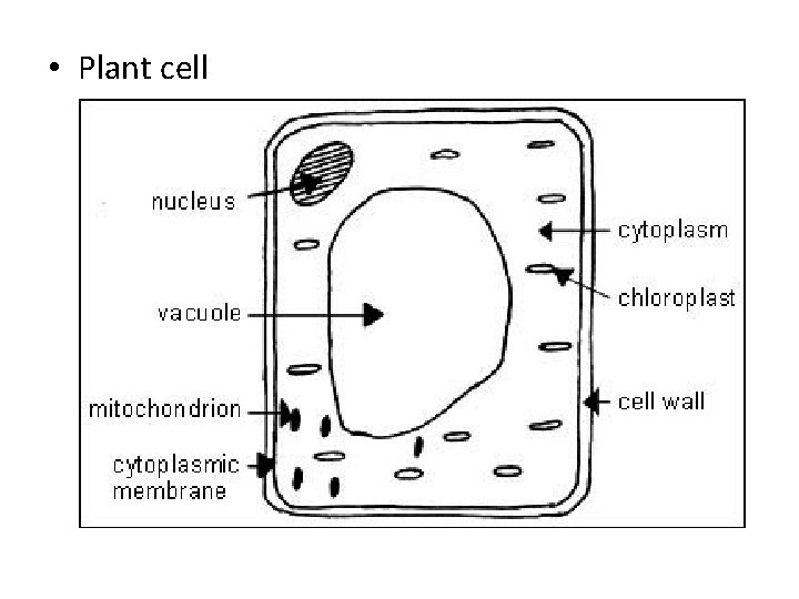  • Plant cell 