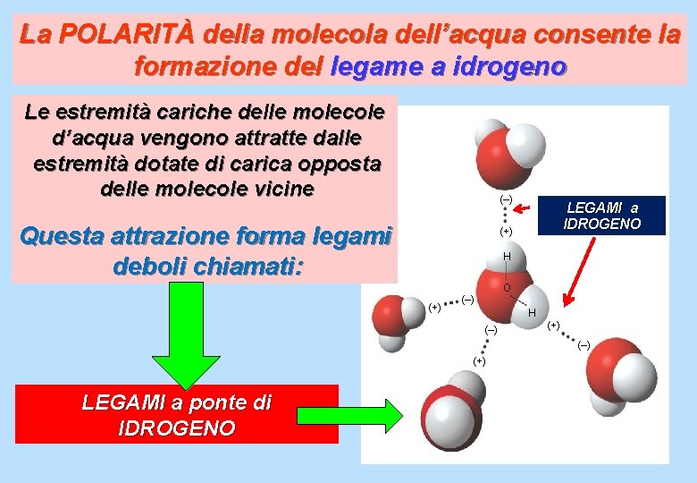 La POLARITÀ della molecola dell’acqua consente la formazione del legame a idrogeno Le estremità