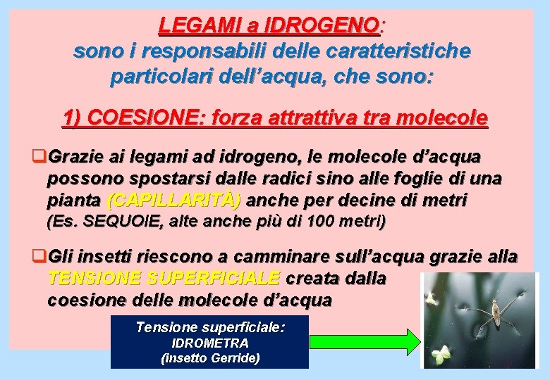 LEGAMI a IDROGENO: sono i responsabili delle caratteristiche particolari dell’acqua, che sono: 1) COESIONE: