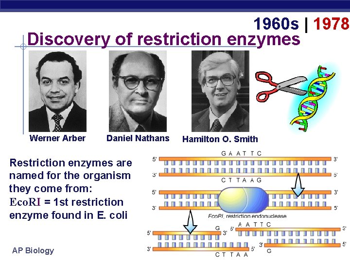1960 s | 1978 Discovery of restriction enzymes Werner Arber Daniel Nathans Restriction enzymes