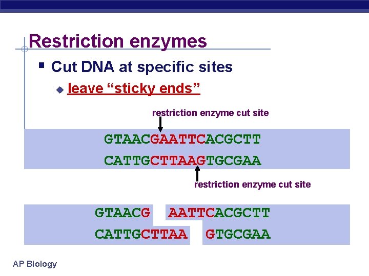 Restriction enzymes § Cut DNA at specific sites u leave “sticky ends” restriction enzyme