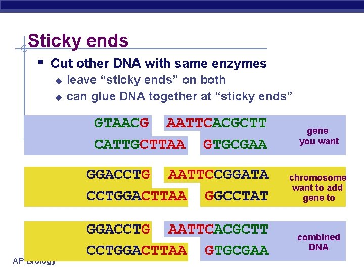 Sticky ends § Cut other DNA with same enzymes u u leave “sticky ends”