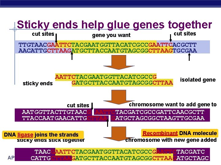 Sticky ends help glue genes together cut sites gene you want cut sites TTGTAACGAATTCTACGAATGGTTACATCGCCGAATTCACGCTT