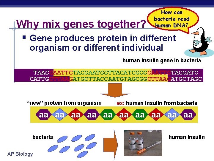 How can bacteria read human DNA? Why mix genes together? § Gene produces protein