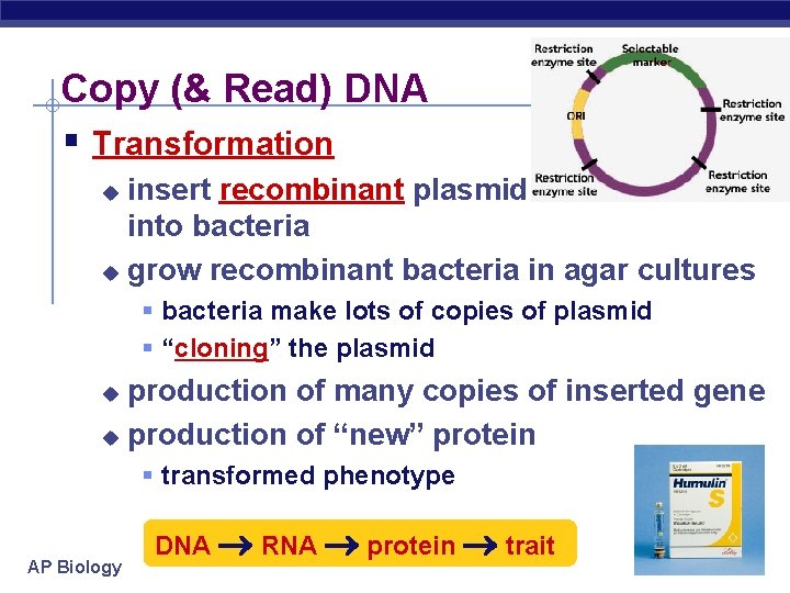 Copy (& Read) DNA § Transformation insert recombinant plasmid into bacteria u grow recombinant