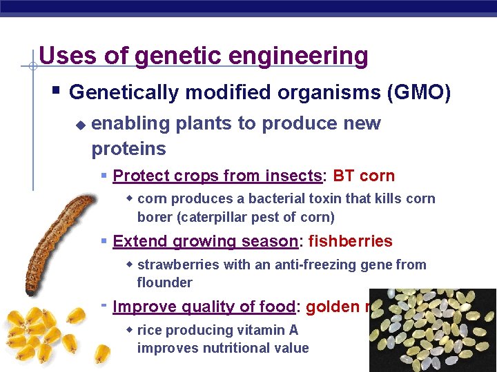 Uses of genetic engineering § Genetically modified organisms (GMO) u enabling plants to produce