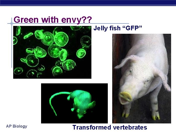Green with envy? ? Jelly fish “GFP” AP Biology Transformed vertebrates 