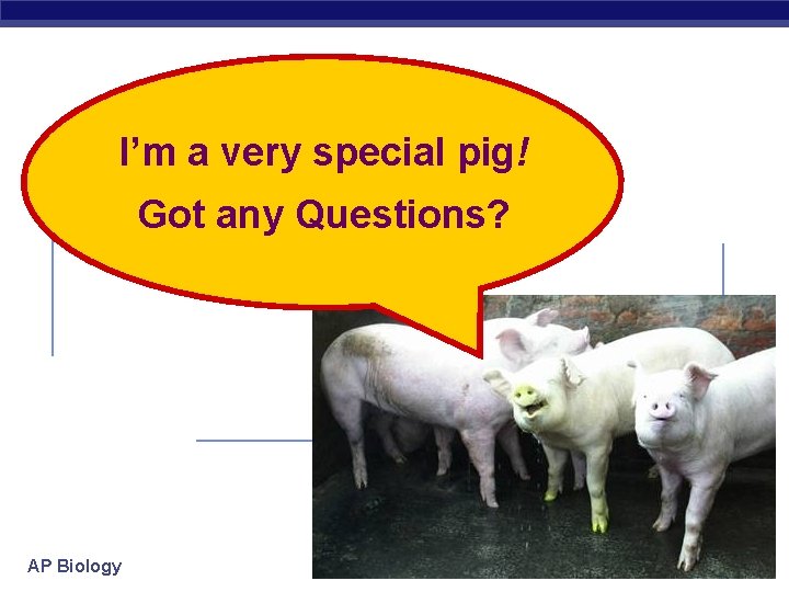 I’m a very special pig! Got any Questions? AP Biology 2007 -2008 