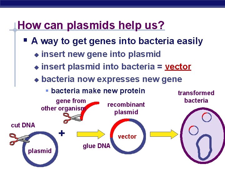 How can plasmids help us? § A way to get genes into bacteria easily