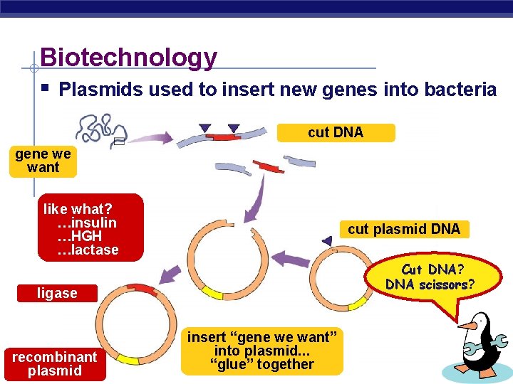 Biotechnology § Plasmids used to insert new genes into bacteria cut DNA gene we