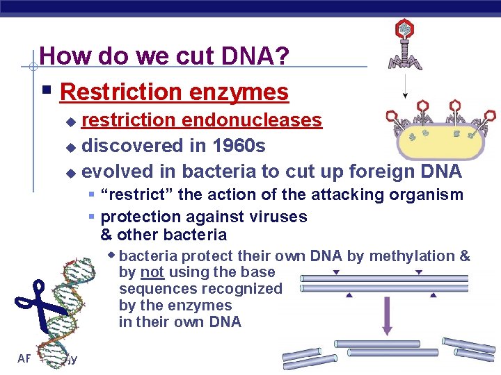 How do we cut DNA? § Restriction enzymes restriction endonucleases u discovered in 1960
