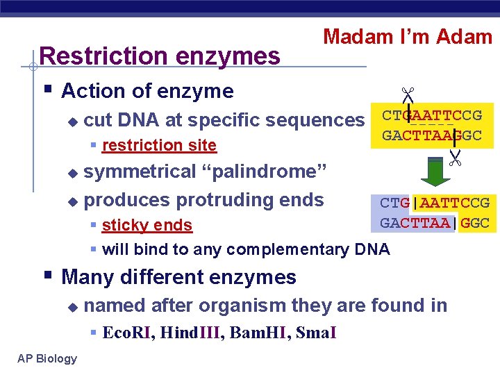 cut DNA at specific sequences CTGAATTCCG § restriction site symmetrical “palindrome” u produces protruding
