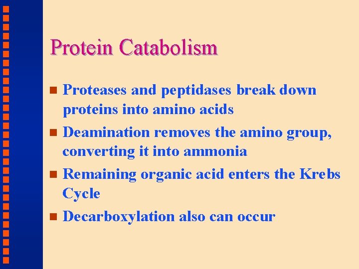 Protein Catabolism Proteases and peptidases break down proteins into amino acids n Deamination removes