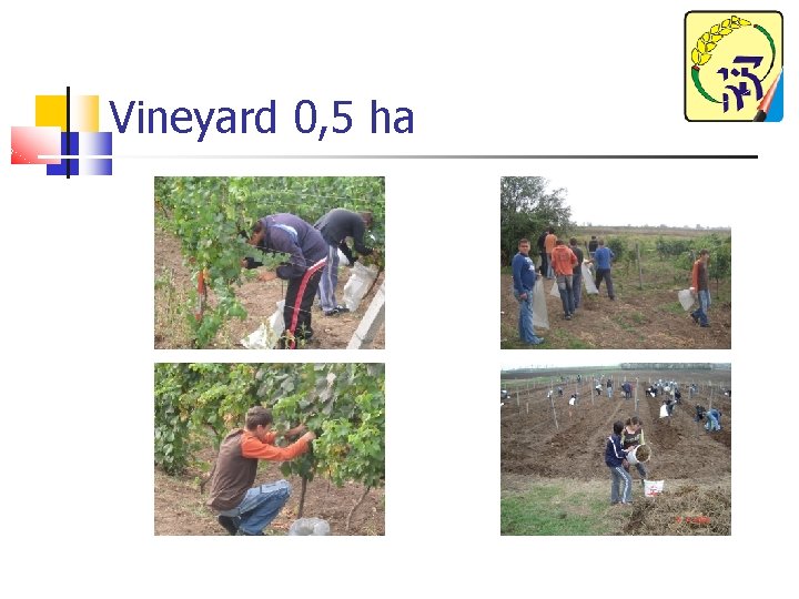 Vineyard 0, 5 ha 