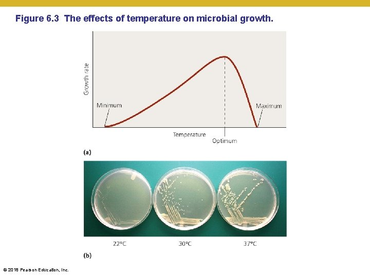 Figure 6. 3 The effects of temperature on microbial growth. © 2018 Pearson Education,