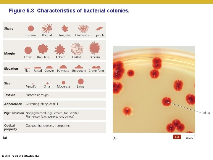Figure 6. 8 Characteristics of bacterial colonies. © 2018 Pearson Education, Inc. 