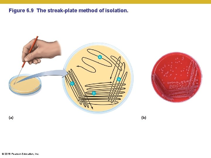 Figure 6. 9 The streak-plate method of isolation. © 2018 Pearson Education, Inc. 