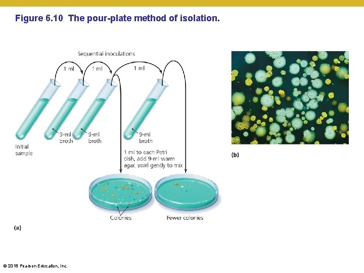 Figure 6. 10 The pour-plate method of isolation. © 2018 Pearson Education, Inc. 