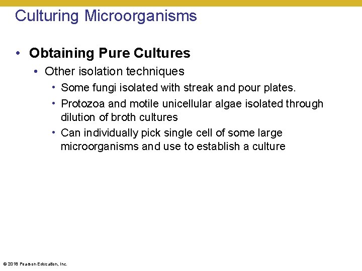 Culturing Microorganisms • Obtaining Pure Cultures • Other isolation techniques • Some fungi isolated