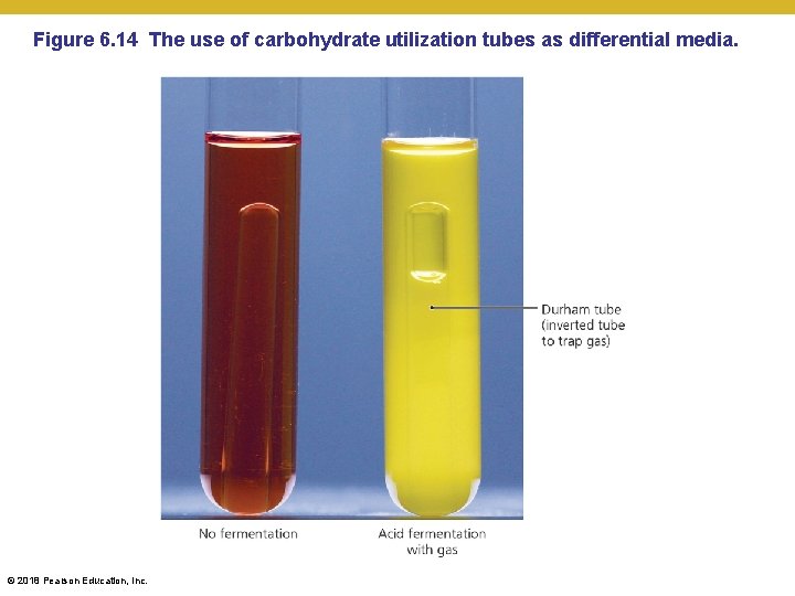 Figure 6. 14 The use of carbohydrate utilization tubes as differential media. © 2018