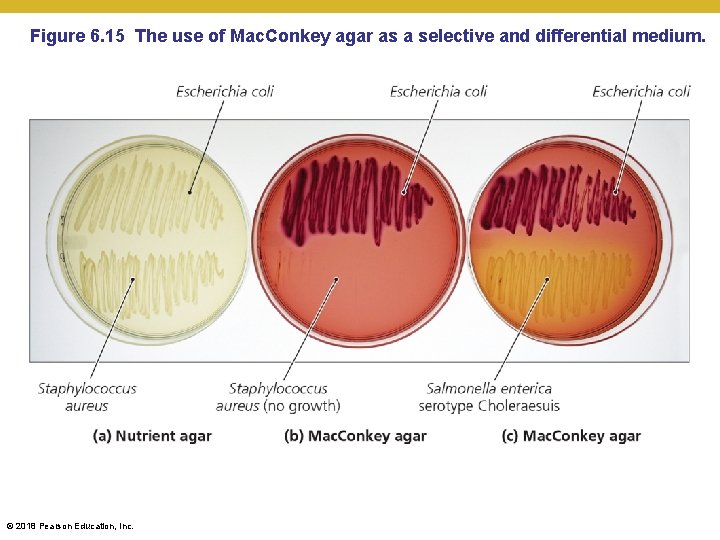 Figure 6. 15 The use of Mac. Conkey agar as a selective and differential