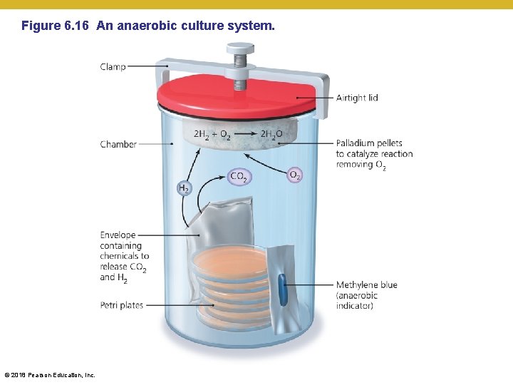 Figure 6. 16 An anaerobic culture system. © 2018 Pearson Education, Inc. 