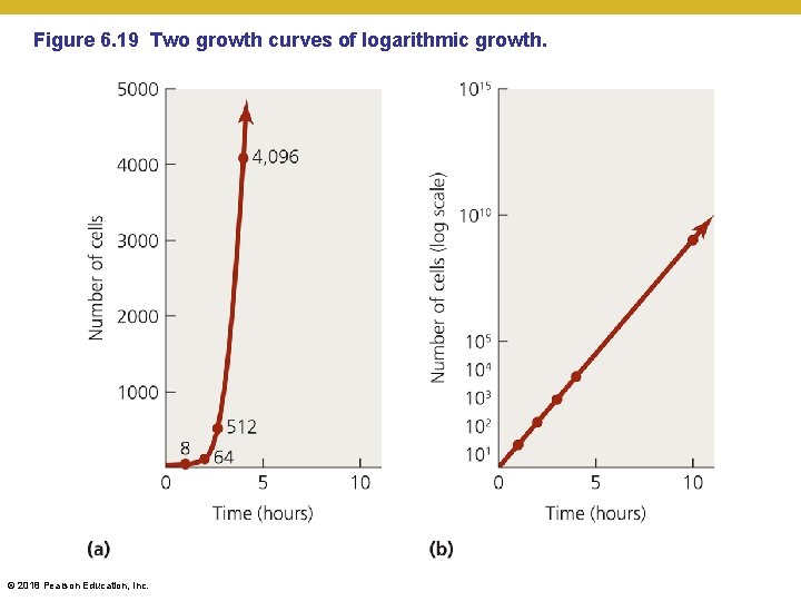 Figure 6. 19 Two growth curves of logarithmic growth. © 2018 Pearson Education, Inc.