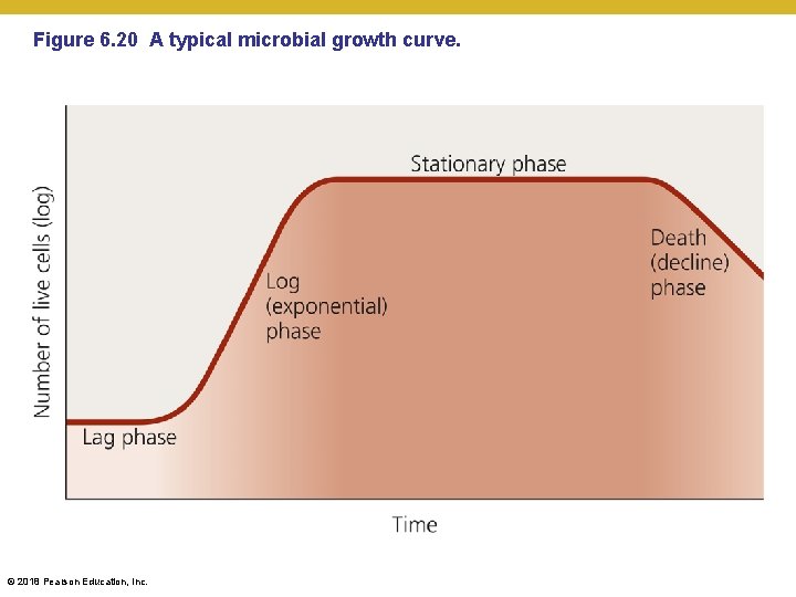 Figure 6. 20 A typical microbial growth curve. © 2018 Pearson Education, Inc. 