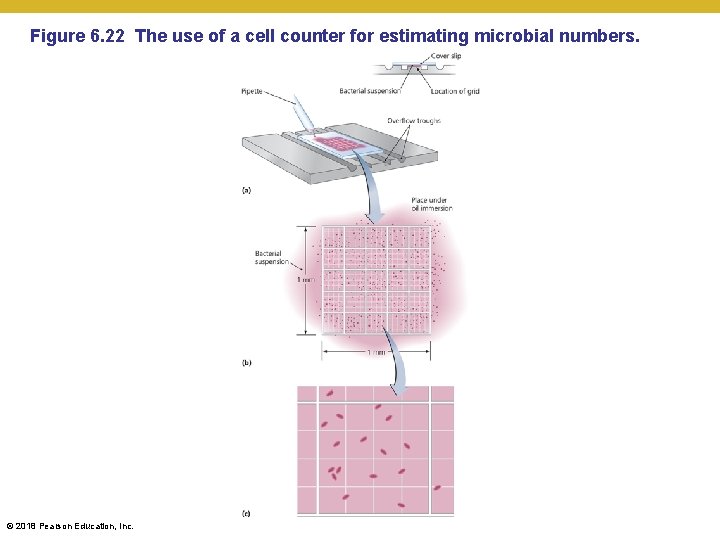 Figure 6. 22 The use of a cell counter for estimating microbial numbers. ©