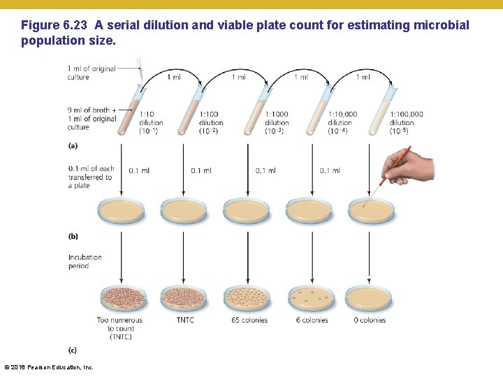 Figure 6. 23 A serial dilution and viable plate count for estimating microbial population