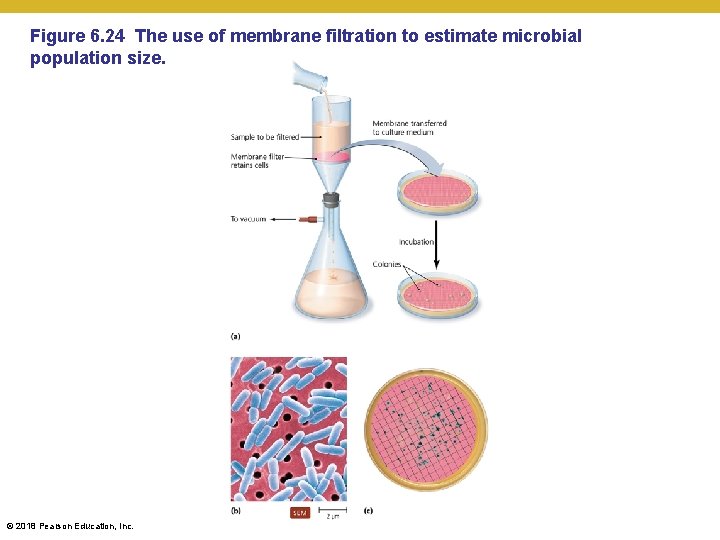 Figure 6. 24 The use of membrane filtration to estimate microbial population size. ©