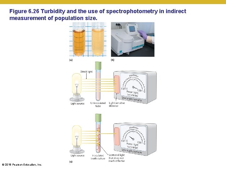 Figure 6. 26 Turbidity and the use of spectrophotometry in indirect measurement of population