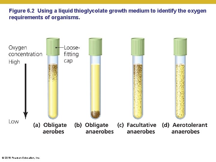 Figure 6. 2 Using a liquid thioglycolate growth medium to identify the oxygen requirements