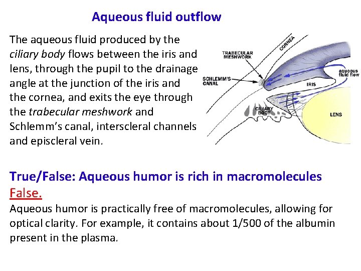 Aqueous fluid outflow The aqueous fluid produced by the ciliary body flows between the