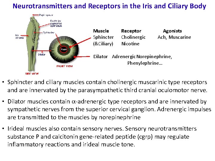 Neurotransmitters and Receptors in the Iris and Ciliary Body Muscle Sphincter (&Ciliary) Receptor Cholinergic