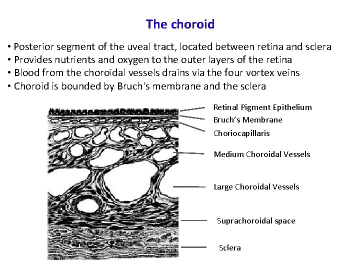 The choroid • Posterior segment of the uveal tract, located between retina and sclera