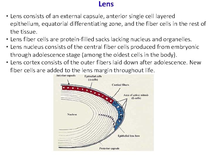 Lens • Lens consists of an external capsule, anterior single cell layered epithelium, equatorial