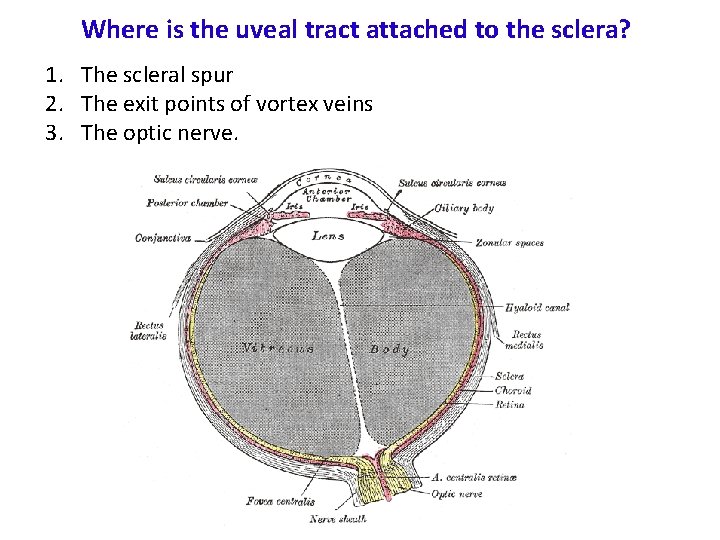 Where is the uveal tract attached to the sclera? 1. The scleral spur 2.