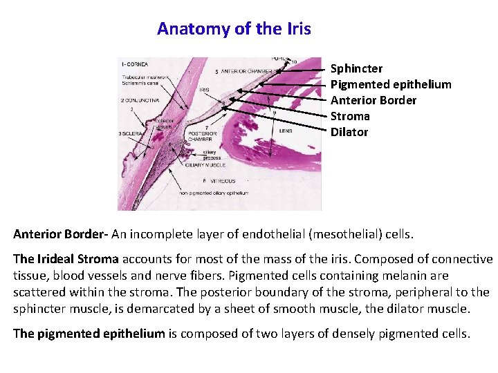 Anatomy of the Iris Sphincter Pigmented epithelium Anterior Border Stroma Dilator Anterior Border- An