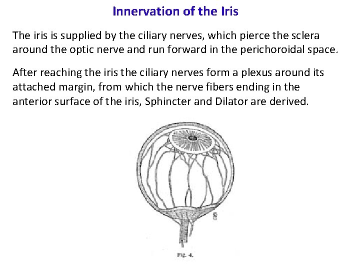 Innervation of the Iris The iris is supplied by the ciliary nerves, which pierce