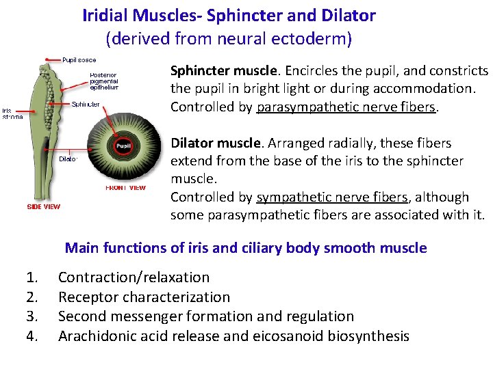 Iridial Muscles- Sphincter and Dilator (derived from neural ectoderm) Sphincter muscle. Encircles the pupil,