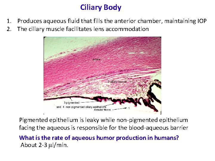 Ciliary Body 1. Produces aqueous fluid that fills the anterior chamber, maintaining IOP 2.