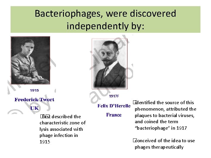 Bacteriophages, were discovered independently by: �� first described the characteristic zone of lysis associated