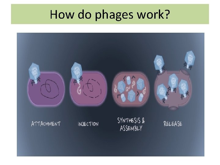 How do phages work? 
