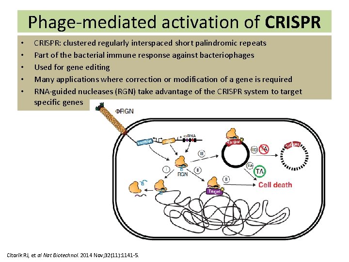 Phage-mediated activation of CRISPR • • • CRISPR: clustered regularly interspaced short palindromic repeats