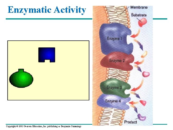 Enzymatic Activity Copyright © 2005 Pearson Education, Inc. publishing as Benjamin Cummings 