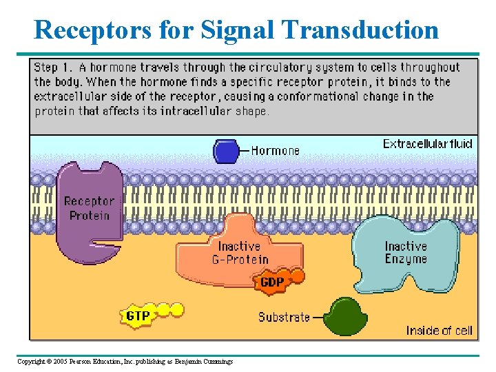 Receptors for Signal Transduction Copyright © 2005 Pearson Education, Inc. publishing as Benjamin Cummings