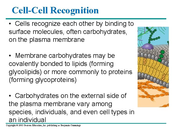 Cell-Cell Recognition • Cells recognize each other by binding to surface molecules, often carbohydrates,